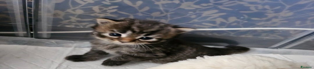 European Kitten 3