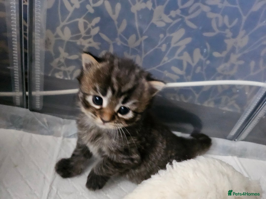 European cats for sale: 4 beautiful kittens looking for the New 🤎 home  - Image 14