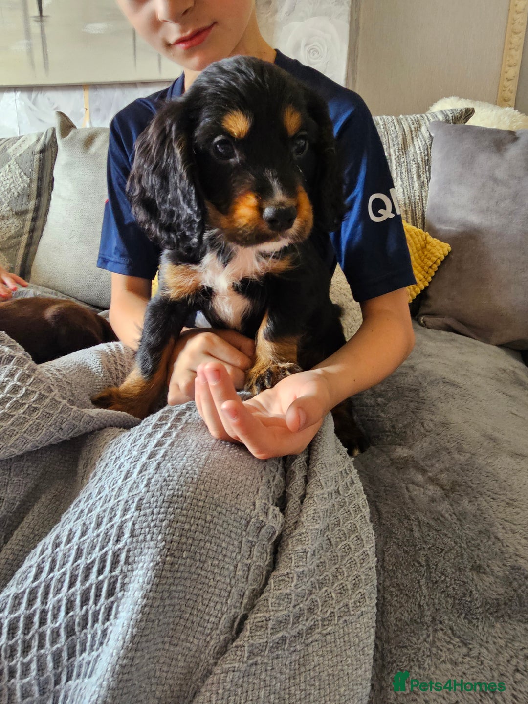 Cocker Spaniel dogs for sale: Gorgeous Cocker Spaniel now 8 weeks old - Image 1