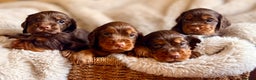 Cocker Spaniel dogs for sale: 8 health checked true quality working cocker pups - Advert 1