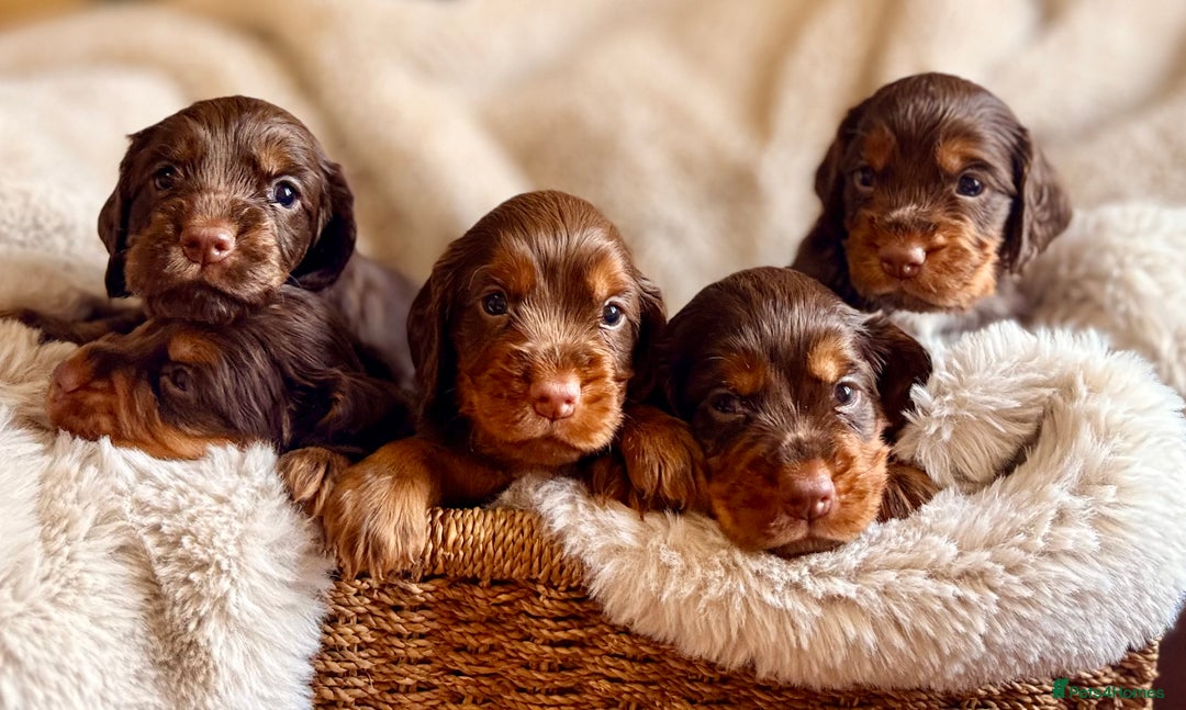 Cocker Spaniel dogs for sale: 8 health checked true quality working cocker pups - Advert 1