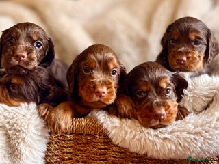 Cocker Spaniel dogs 8 health checked true quality working cocker pups - Advert 3