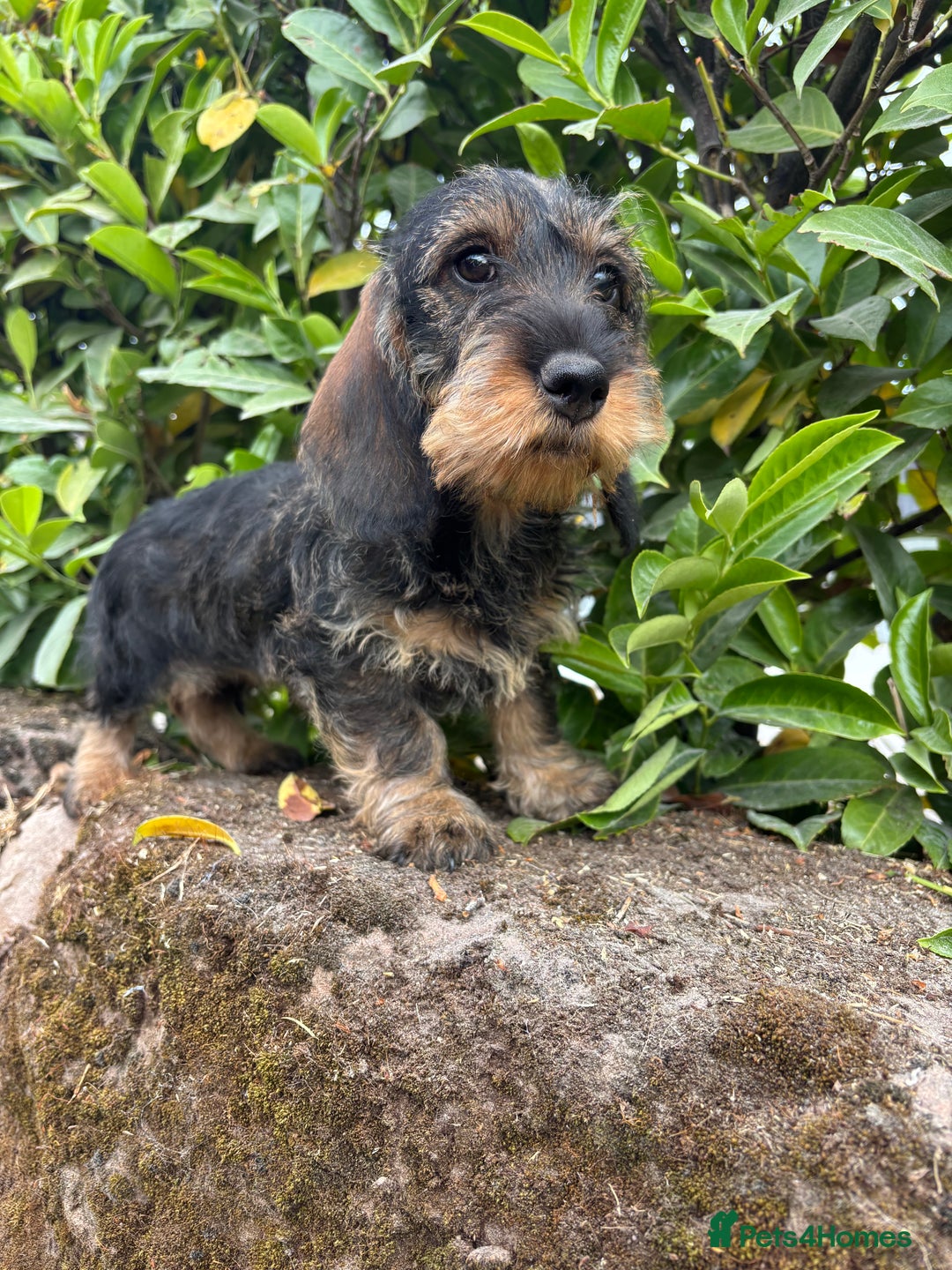 Black And Tan Jack Russell Cross Dachshund Puppies Jack Russell