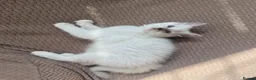 Ragdoll cats for sale: 💜🧡💙GCCF REG RAGDOLL babies see full description - Advert 4