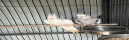 Cockatiels birds for sale: Bonded pair of Coctail & Kakari  - Advert 4