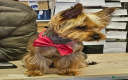 Yorkshire Terrier dogs for sale: Yorkshire terrier My Dog Luna have 4 puppies  - Image 13