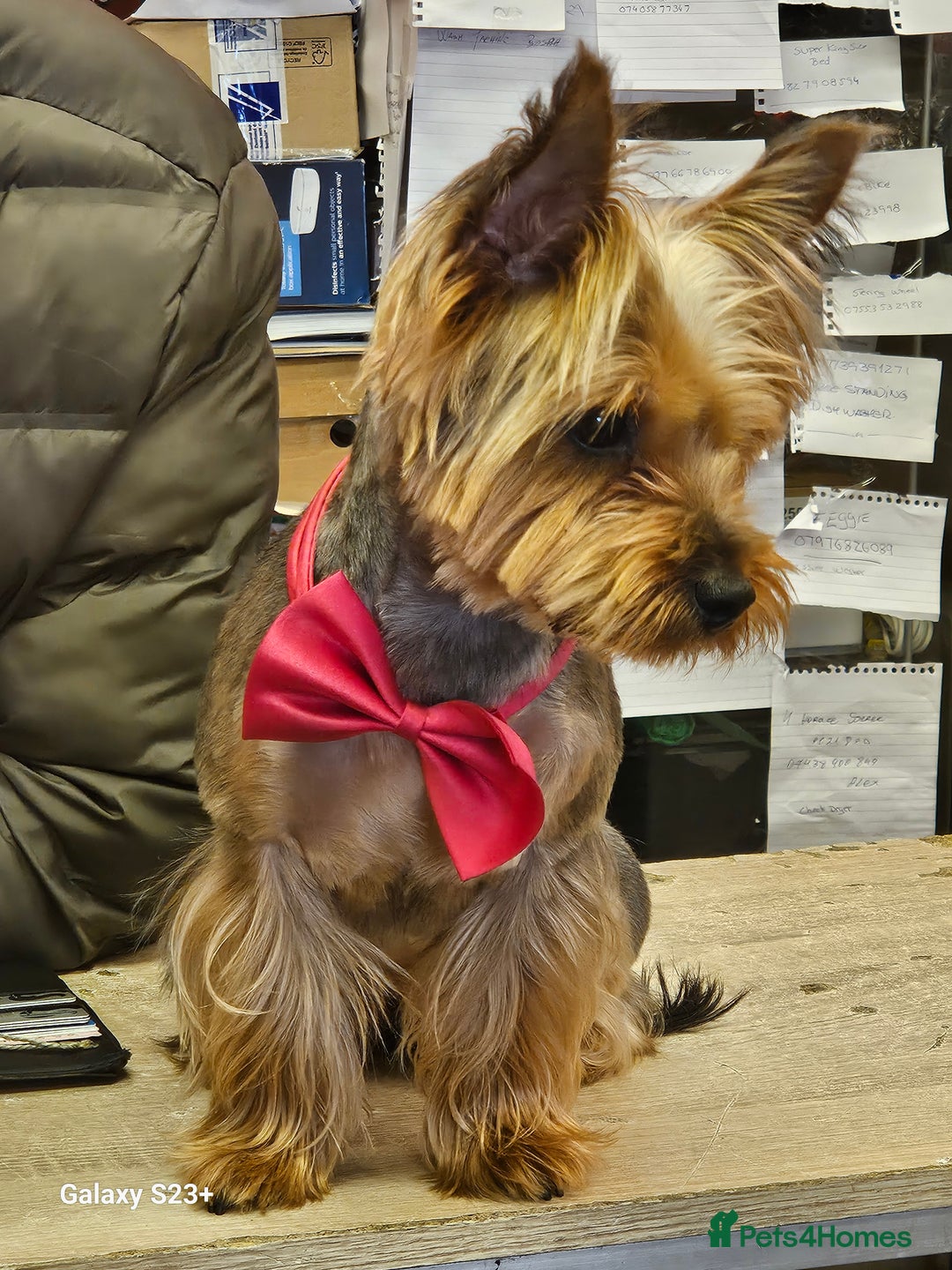Yorkshire Terrier dogs for sale: Yorkshire terrier My Dog Luna have 4 puppies  - Image 13
