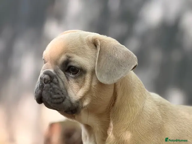 French Bulldog dogs for sale: 🩷💙Fully vaccinated KC registered pups 🐾 - Advert 21