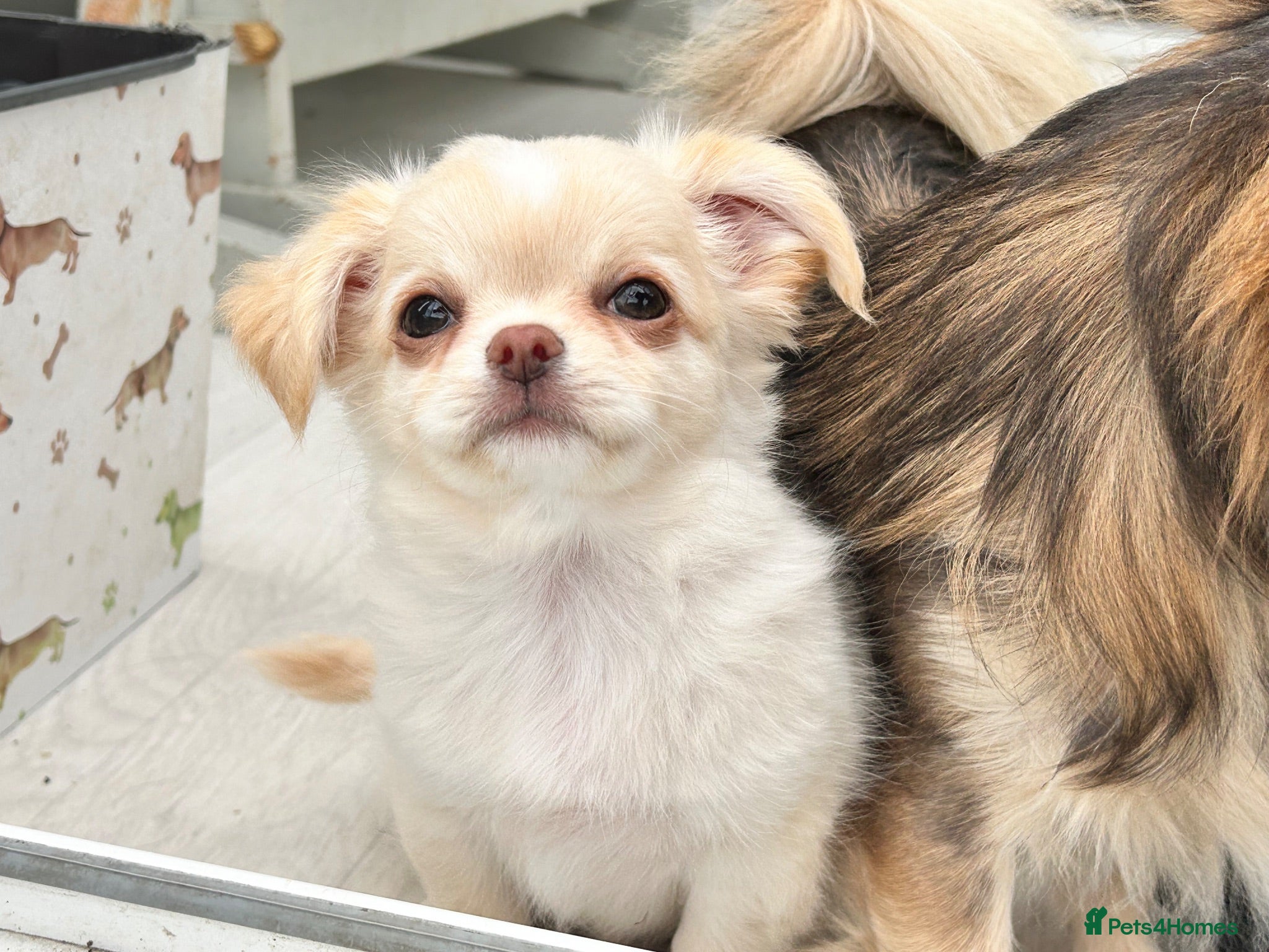 Chihuahua dogs KC LONG COAT CHIHUAHUAS - Advert 2