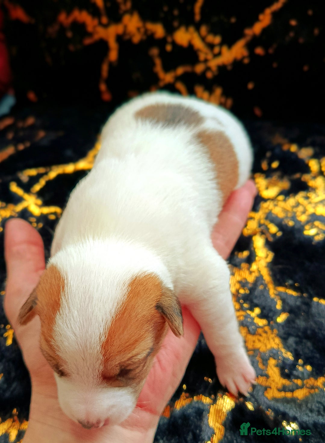 Jack Russell dogs for sale: 🤎🐶 Adorable Jack Russell Terrier Puppies✨ - Advert 15
