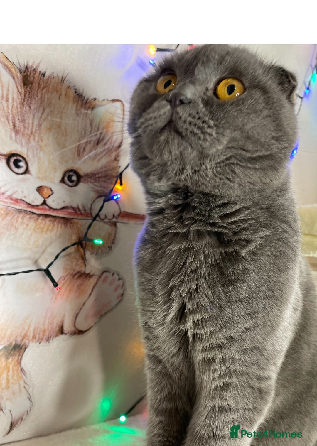 Scottish Fold cats for sale: Scottish fold male cat for rehome.  - Advert 2