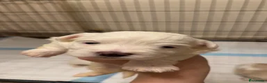 Maltese 1