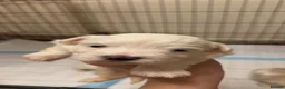 Maltese dogs for sale: Adorable Maltese Puppies for Sale 3 Boys 1 Girl in Ilford - Advert 3