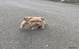 Mixed Breed dogs for sale: Olde Tyme Bulldog x American Staffordshire Pups - Image 3