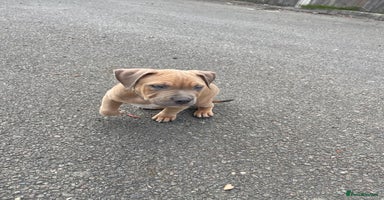 Mixed Breed dogs - Advert 14