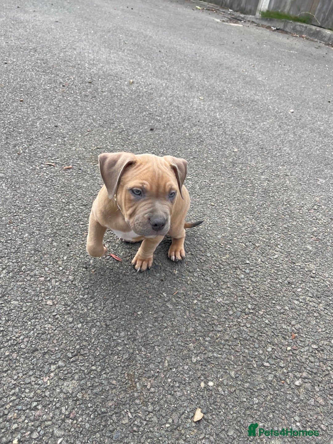Mixed Breed dogs for sale: Olde Tyme Bulldog x American Staffordshire Pups - Image 3