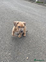 Mixed Breed dogs - Advert 7