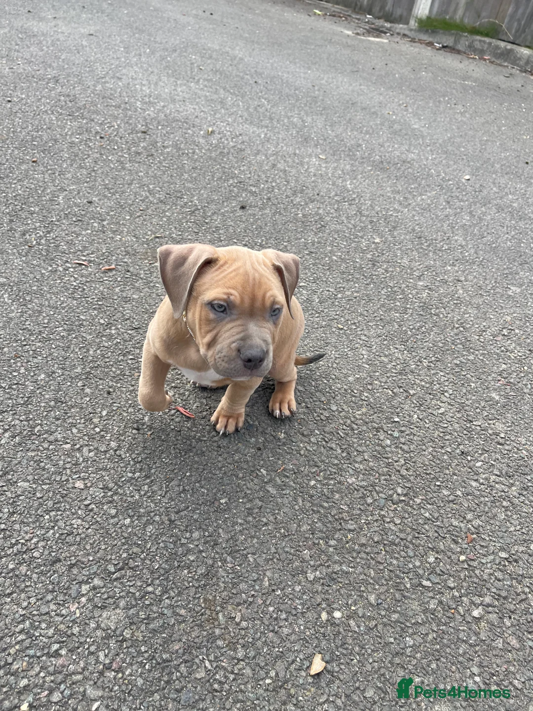 Mixed Breed dogs for sale: Olde Tyme Bulldog x American Staffordshire Pups - Advert 3
