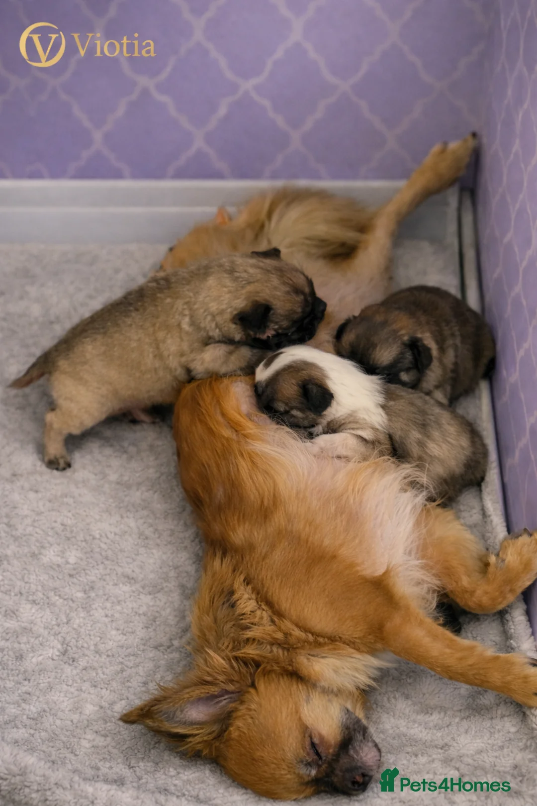 Chihuahua dogs for sale: Stunning long coat chihuahua’s  - Advert 2