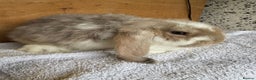 French Lop rabbits for sale: Purebred French Lop baby rabbits for sale  - Advert 4