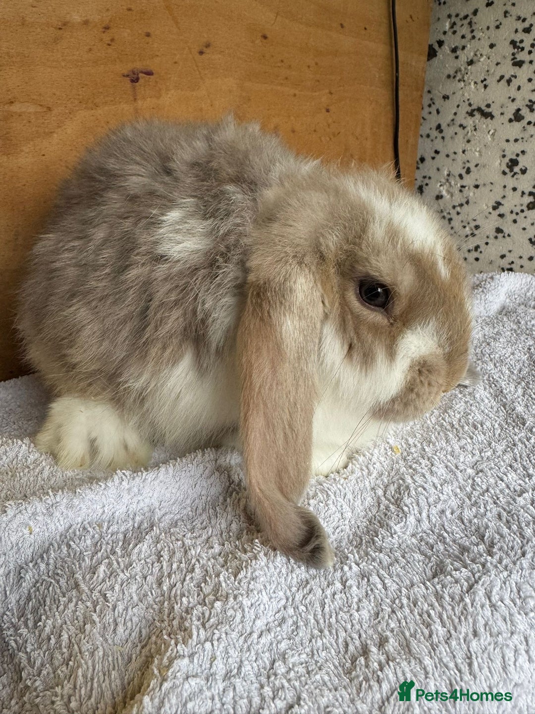 French Lop rabbits for sale: Purebred French Lop baby rabbits for sale  - Advert 4