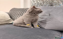 British Shorthair cats for sale: British Shorthair kittens and Mum for sale - Image 13