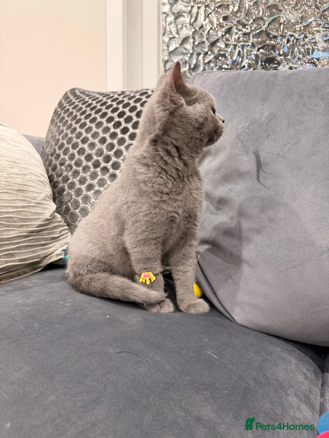 British Shorthair cats for sale: British Shorthair kittens and Mum for sale - Image 13