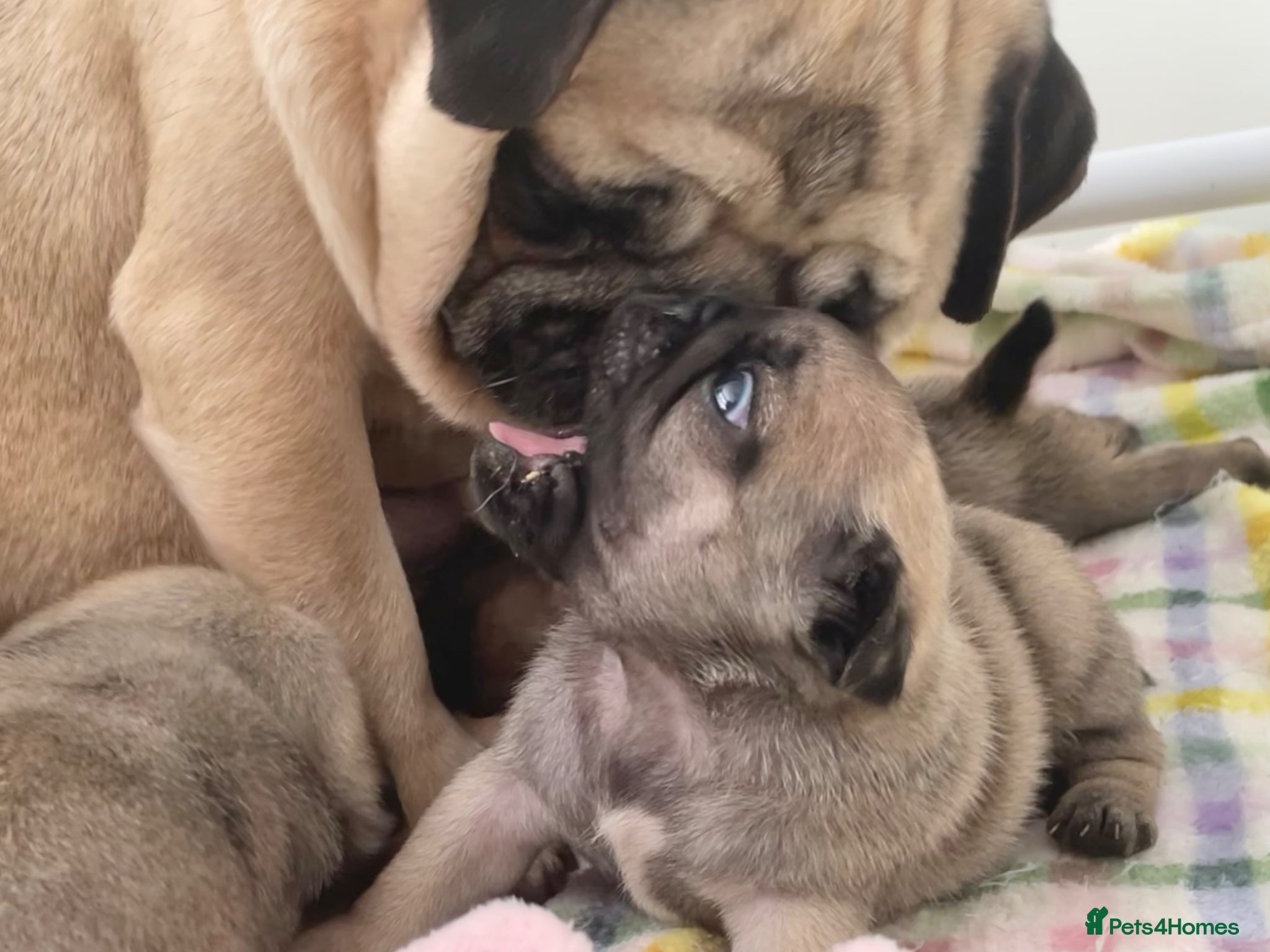 Pug dogs KC multi champion pedigree male pug puppy  - Advert 2