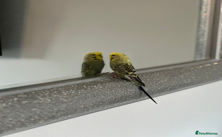 Budgerigars birds - Advert 2
