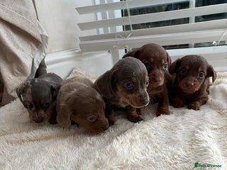 Miniature Dachshund dogs Miniature dachshunds - Advert 17