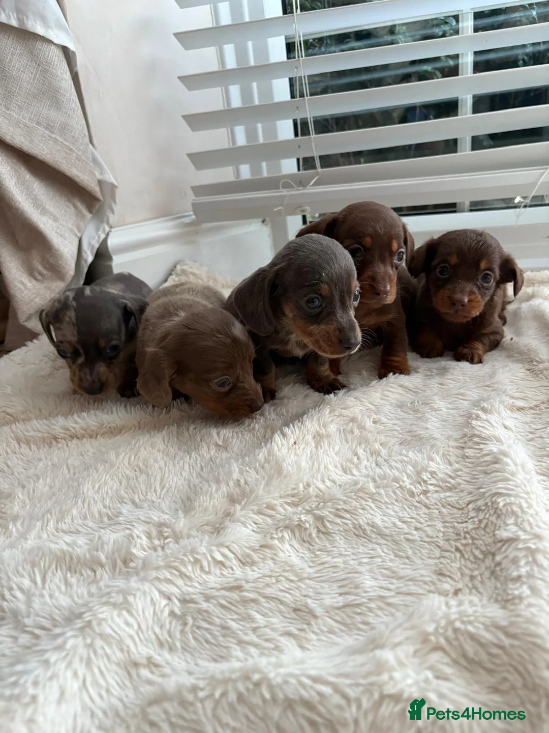 Miniature Dachshund dogs for sale: Miniature dachshunds  - Advert 3