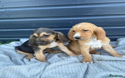 Bloodhound dogs for sale: Beautiful bloodhound puppies  - Image 2