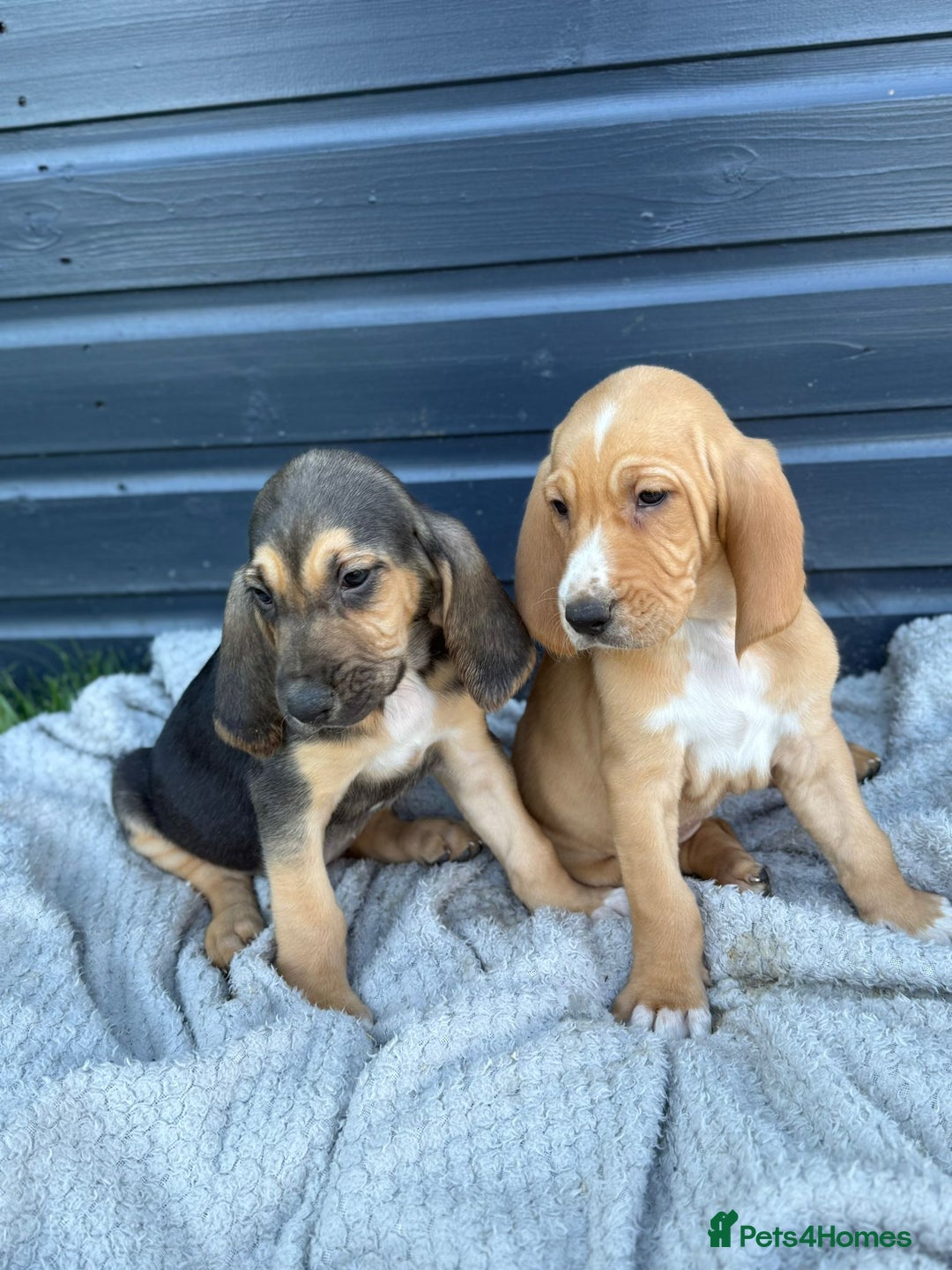 Bloodhound dogs for sale: Beautiful bloodhound puppies  - Image 2