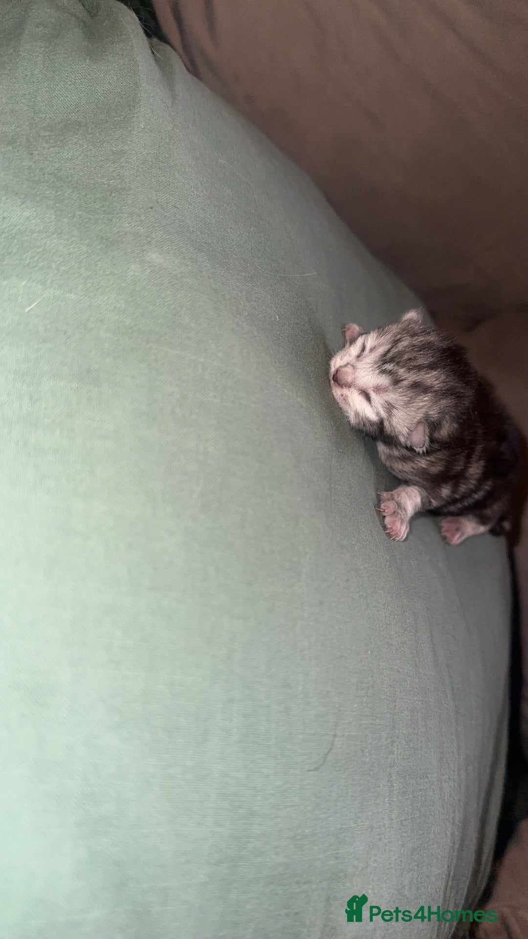 Maine Coon cats for sale: Maine coon x British short haired - Image 5