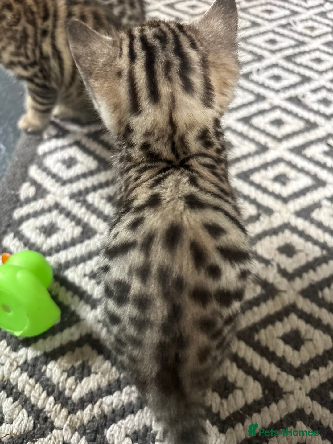 Bengal cats for sale: Bengal and half breed Bengal kittens  - Image 8