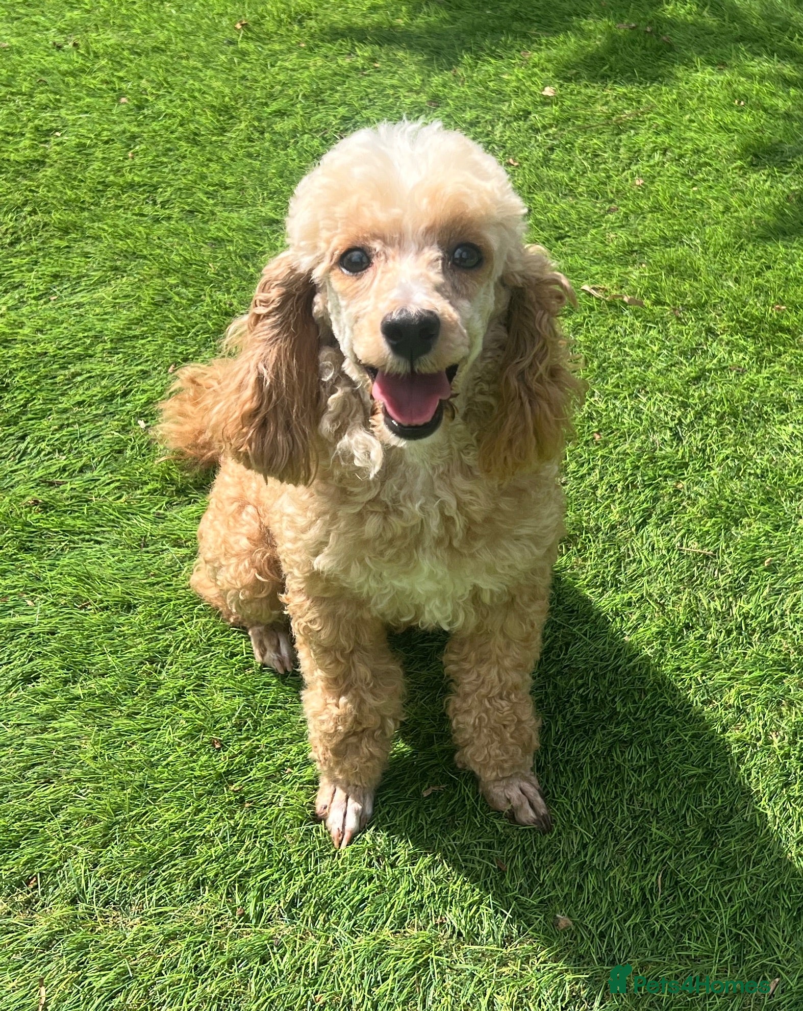 Toy Poodle dogs KC reg toy Poodles - Advert 2