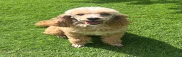 Toy Poodle dogs for sale: KC reg toy Poodles - Advert 8