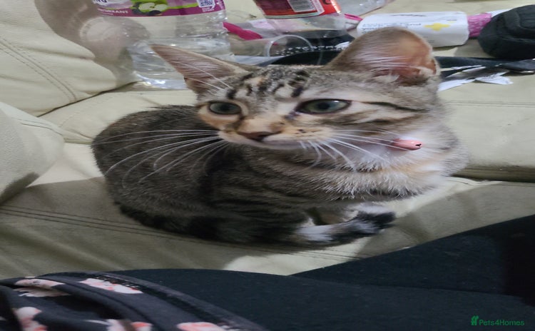 Mixed Breed cats - Advert 2