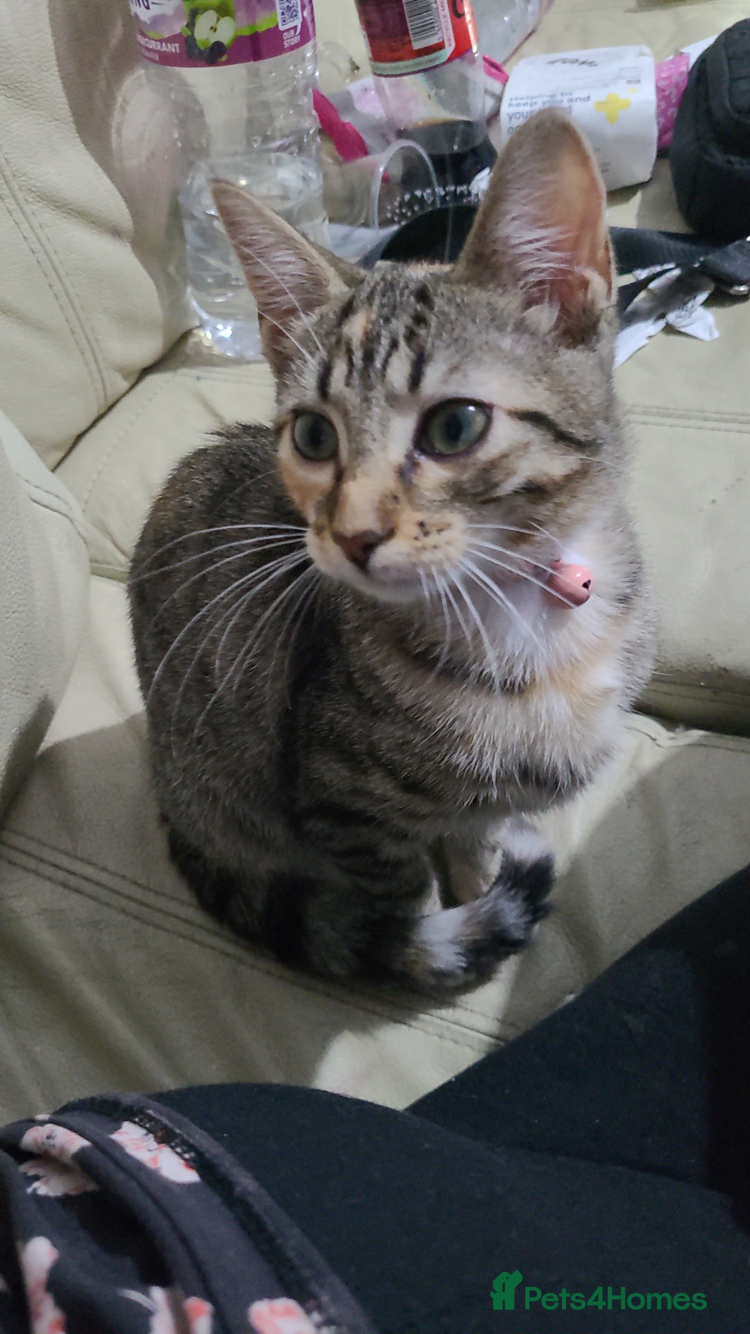 Mixed Breed cats for sale: Mixed female kitten  - Image 1