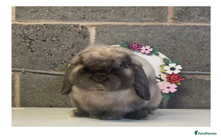 Mini Lop rabbits - Advert 9