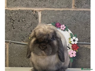 Mini Lop rabbits - Advert 10