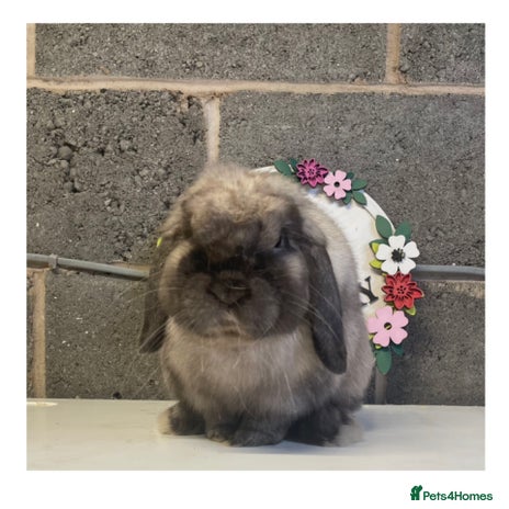 Mini Lop rabbits - Advert 15