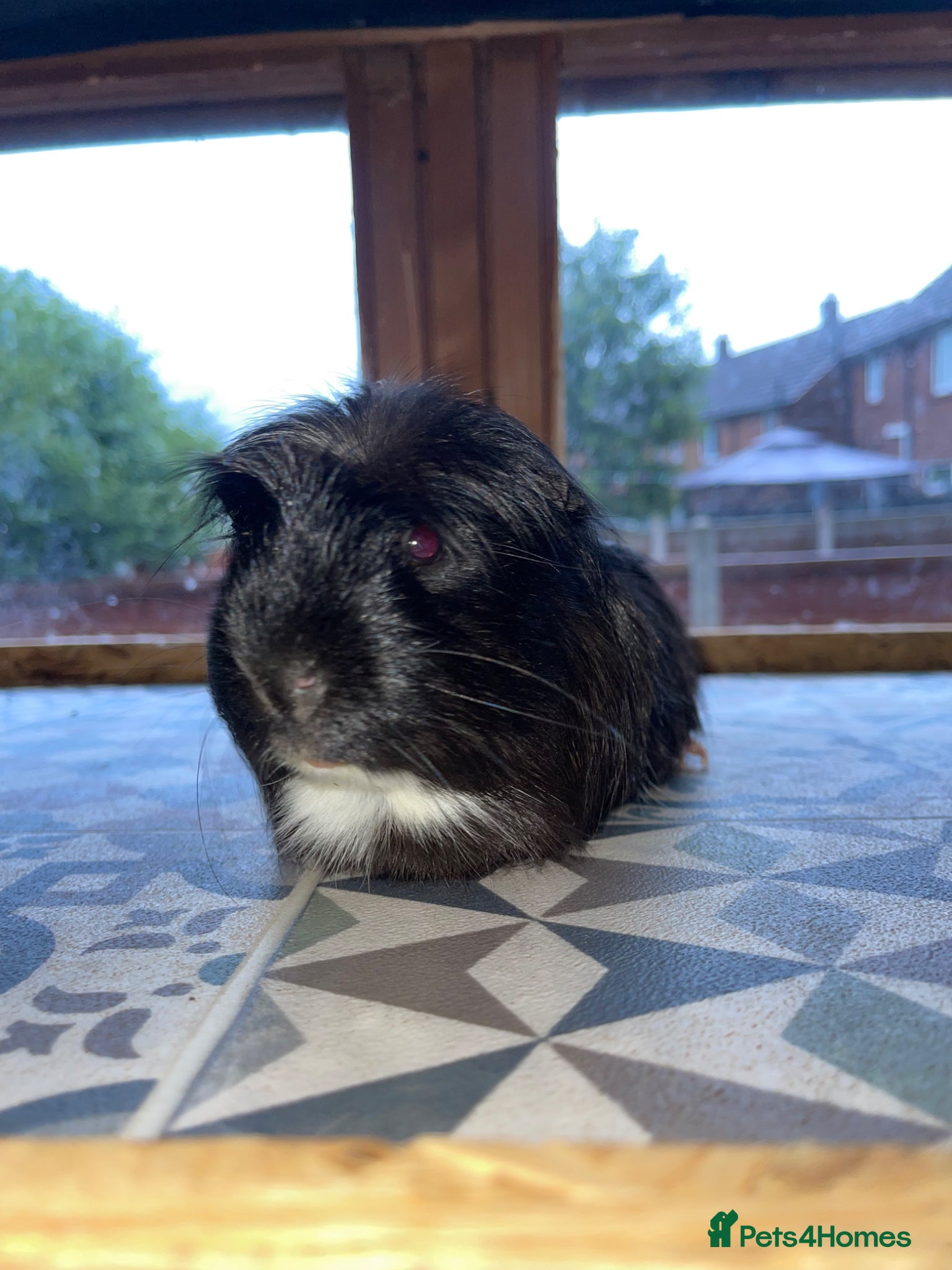 Guinea Pig rodents for sale: Guinea Pigs Looking For New Homes - Advert 12