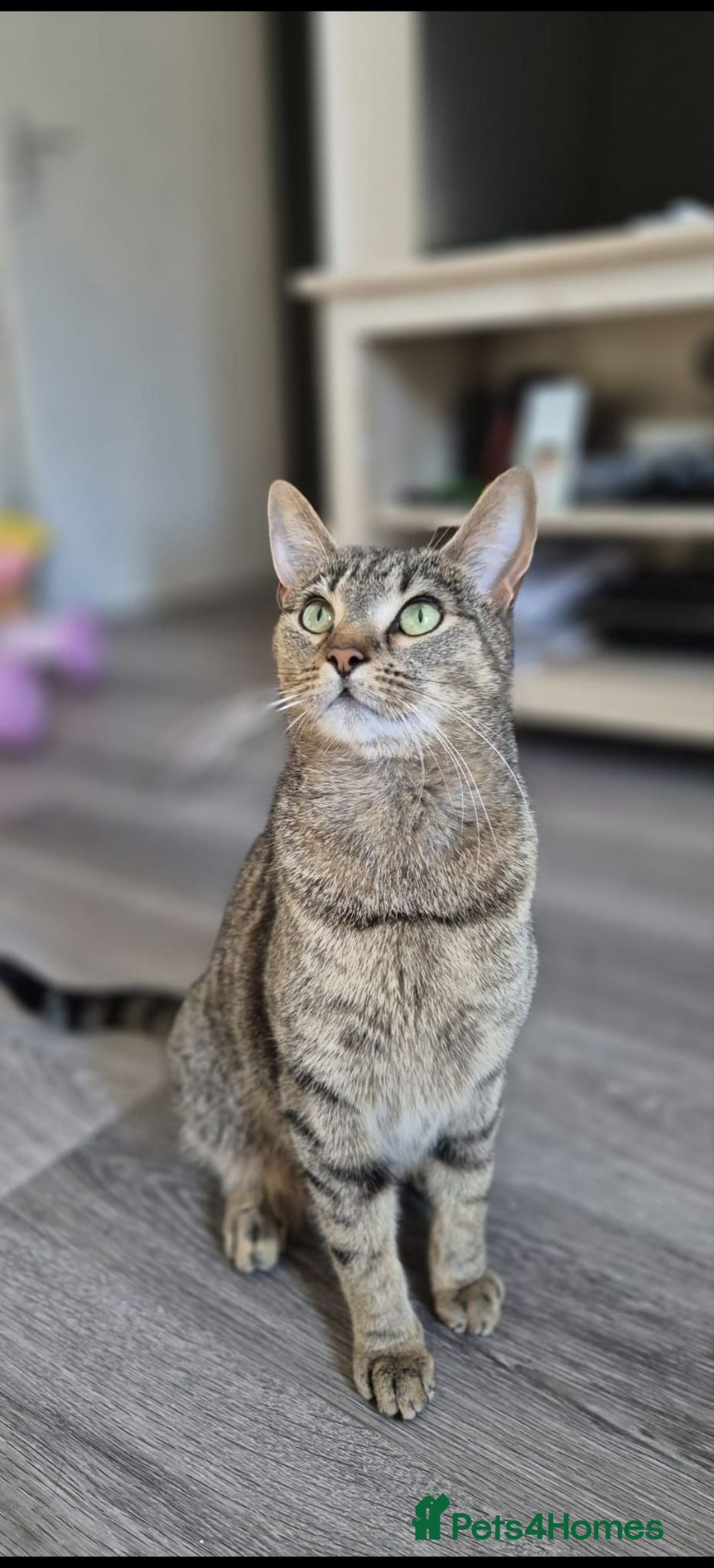 British Shorthair cats Grey tabby & white kittens available from 2nd July - Advert 1