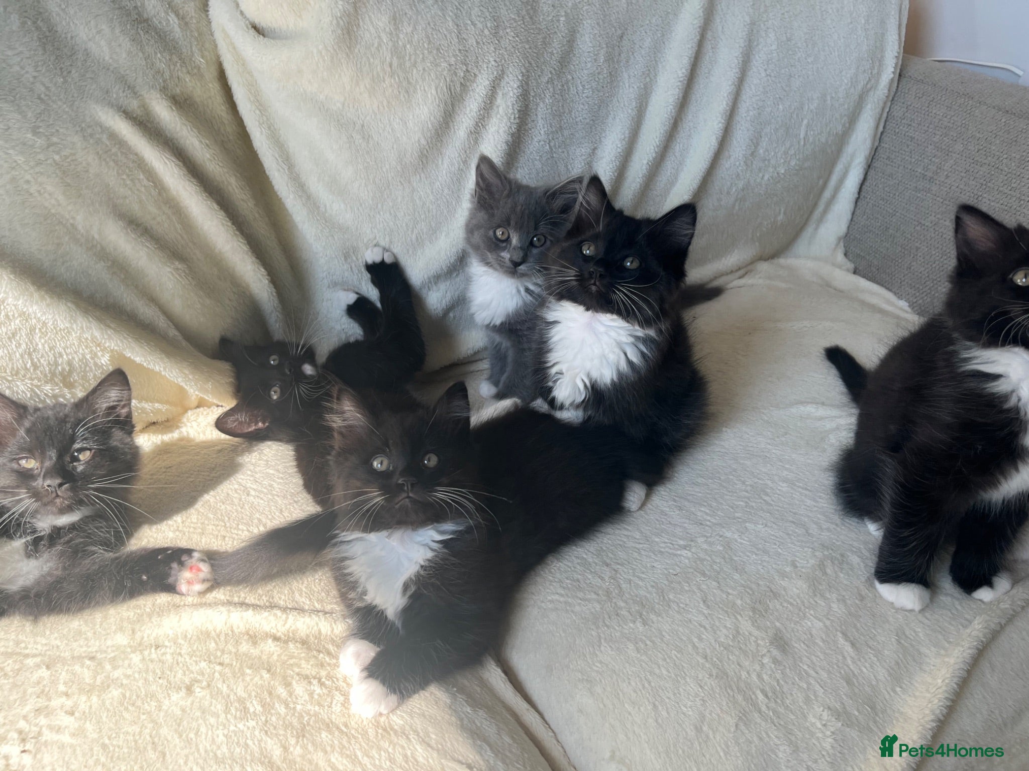 Ragdoll cats 🐾 READY TO LEAVE RAGDOLL CROSS 🐾 - Advert 1