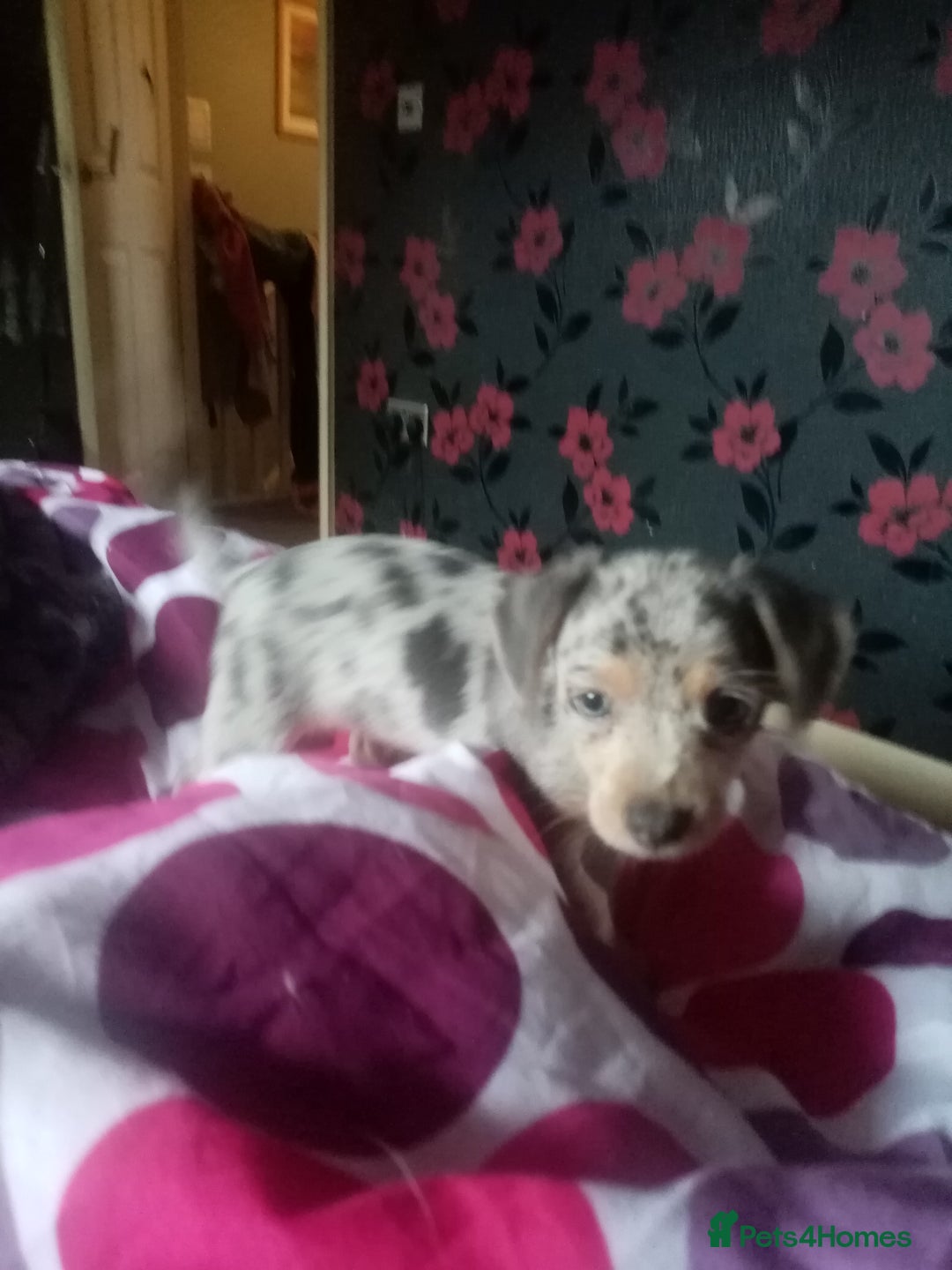 Mixed Breed dogs for sale: Miniature Dashound  - Advert 13