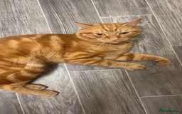 Domestic Shorthair cats for sale: Friendly Ginger Tabby Cat Looking for a Loving Hom - Image 1