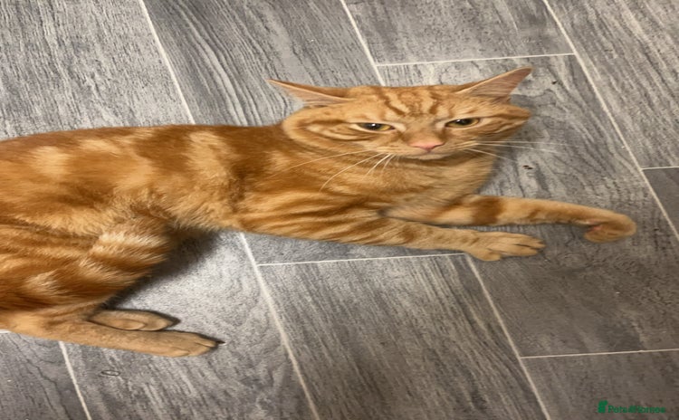 Domestic Shorthair cats - Advert 15