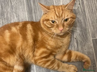 Domestic Shorthair cats - Advert 10