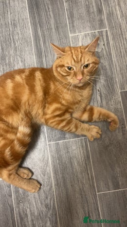 Domestic Shorthair cats - Advert 20